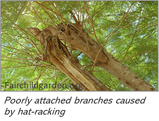 poorly attached branches caused by hat-racking